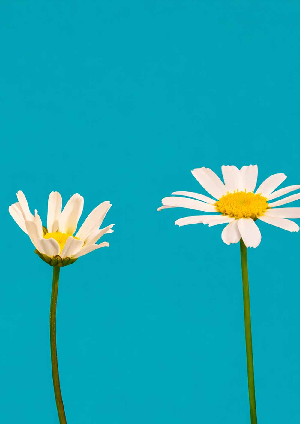 Symbolbild: Energetische Behandlung in Mosbach - zwei Gänseblümchen.