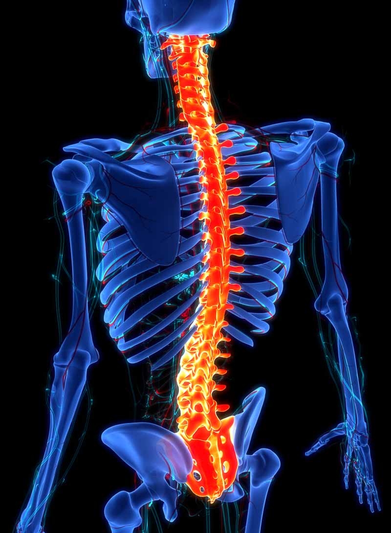 Symbolbild Energetische Wirbelsäulenbegradigung: Ein Skelett von hinten bläulich eingefärbt, die Wirbelsäule wurde orange herovrgehoben.